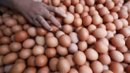 Harga Ayam dan Telur Makin Jatuh, Bapanas Beri Sinyal Waspada