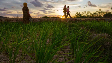 Terkendala Persyaratan, Bantuan Pertanian Belum Merata Didapatkan Petani di Sumbar