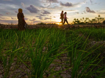 Terkendala Persyaratan, Bantuan Pertanian Belum Merata Didapatkan Petani di Sumbar