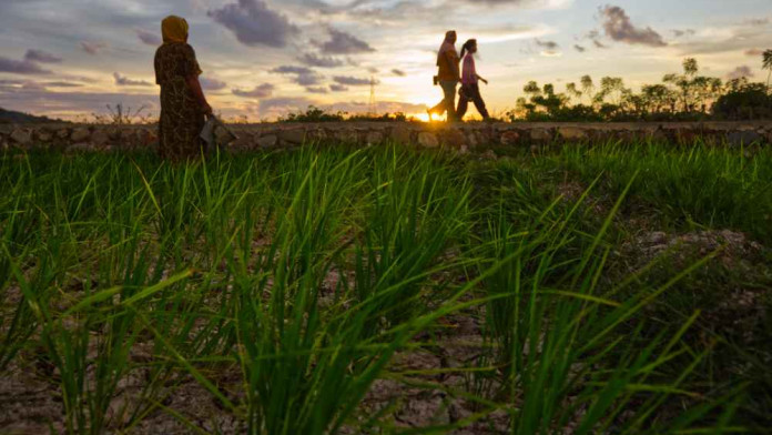 Terkendala Persyaratan, Bantuan Pertanian Belum Merata Didapatkan Petani di Sumbar