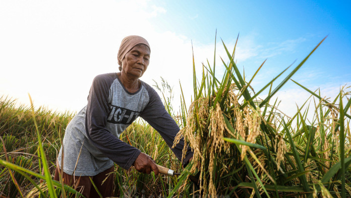 Panen Raya Juni-Juli, Cirebon Targetkan Produksi 528.824 Ton Gabah Kering Giling