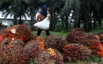 Indonesia’s CPO Industry Still Looks Upbeat After Export Levy Hike