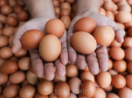 Ini Makanan yang Baik Bagi Perkembangan Otak Anak