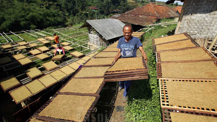 Gudang Garam hingga Nojorono Pangkas Pembelian, Petani Tembakau Terpukul