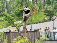 8 Destinasi Wisata Paling Hits di Chengdu China: Panda Base Camp hingga Jiuzhaighou