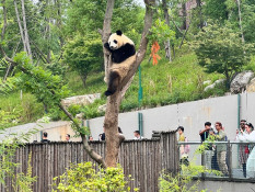 8 Destinasi Wisata Paling Hits di Chengdu China: Panda Base Camp hingga Jiuzhaighou