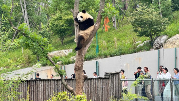 8 Destinasi Wisata Paling Hits di Chengdu China: Panda Base Camp hingga Jiuzhaighou