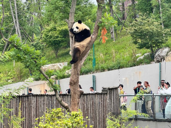 8 Destinasi Wisata Paling Hits di Chengdu China: Panda Base Camp hingga Jiuzhaighou
