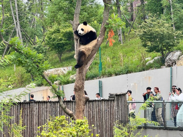 8 Destinasi Wisata Paling Hits di Chengdu China: Panda Base Camp hingga Jiuzhaighou