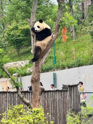 8 Destinasi Wisata Paling Hits di Chengdu China: Panda Base Camp hingga Jiuzhaighou