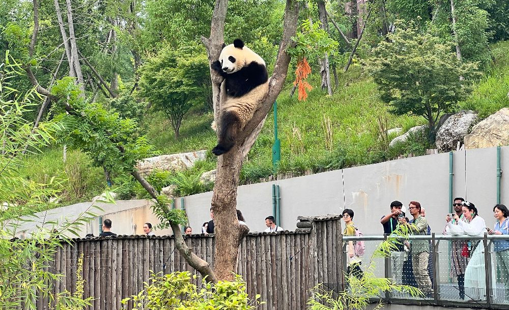 8 Destinasi Wisata Paling Hits di Chengdu China: Panda Base Camp hingga Jiuzhaighou