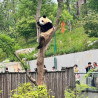8 Destinasi Wisata Paling Hits di Chengdu China: Panda Base Camp hingga Jiuzhaighou