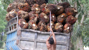 Harga Sawit Riau Turun jadi Rp3.278,81 per Kilogram Pekan Ini