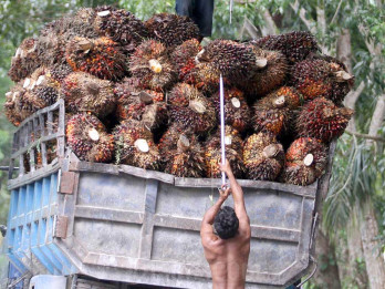 Harga Sawit Riau Turun jadi Rp3.278,81 per Kilogram Pekan Ini