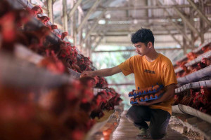 Indonesia Membutuhkan 100 Juta Ayam Petelur Untuk Memenuhi Program MBG