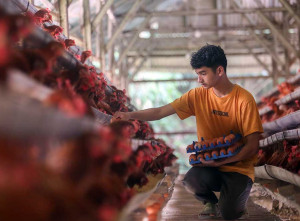 Indonesia Membutuhkan 100 Juta Ayam Petelur Untuk Memenuhi Program MBG