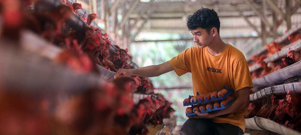 Indonesia Membutuhkan 100 Juta Ayam Petelur Untuk Memenuhi Program MBG