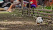 Unik! Tradisi Balap Marmot di Lumajang untuk Sambut Musim Kemarau