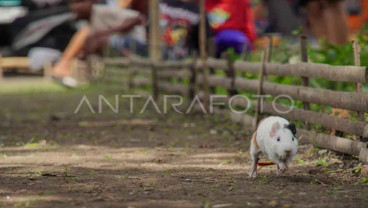 Unik! Tradisi Balap Marmot di Lumajang untuk Sambut Musim Kemarau
