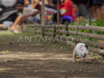 Unik! Tradisi Balap Marmot di Lumajang untuk Sambut Musim Kemarau