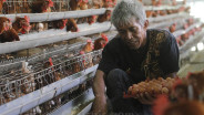 Pengusaha Menjerit! Harga Ayam Anjlok Imbas Daya Beli Merosot