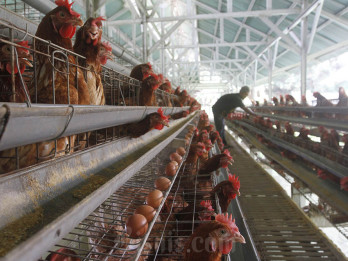 Daging Ayam Menumpuk Karena Mahal, Pengusaha Butuh Bansos Rp3 Triliun