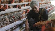 HPP Ayam Hidup Naik jadi Rp18.000 per Kg Mulai Besok