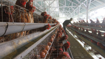 Pengusaha Unggas Minta Diguyur Bansos Rp3 Triliun, Bapanas Bilang Begini