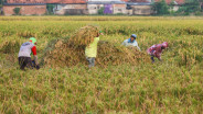 Sumsel Targetkan Tambahan 300.000 Ton Gabah Lewat Program Cetak Sawah Baru