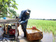 Studi: Padi Paling Tahan Hadapi Perubahan Iklim daripada Gandum dan Kedelai