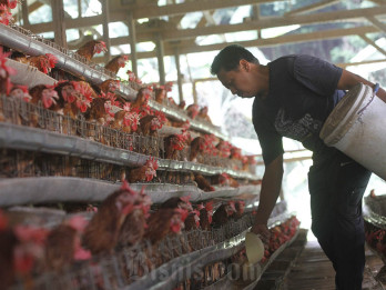 Peternak Blak-blakan Harga Ayam Anjlok Drastis Setelah Lebaran 2025