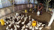 HPP Ayam Hidup jadi Rp18.000 per Kg, Pengusaha: Belum Untung, Tapi Tak Merugi