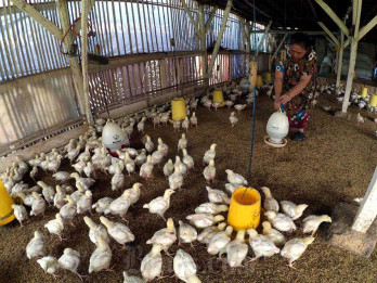 HPP Ayam Hidup jadi Rp18.000 per Kg, Pengusaha: Belum Untung, Tapi Tak Merugi