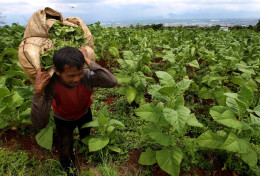 Dark Cloud Hangs Over Indonesia’s Tobacco Industry