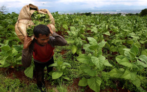 Dark Cloud Hangs Over Indonesia’s Tobacco Industry
