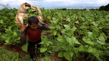 Dark Cloud Hangs Over Indonesia’s Tobacco Industry