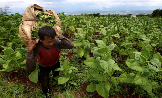 Dark Cloud Hangs Over Indonesia’s Tobacco Industry