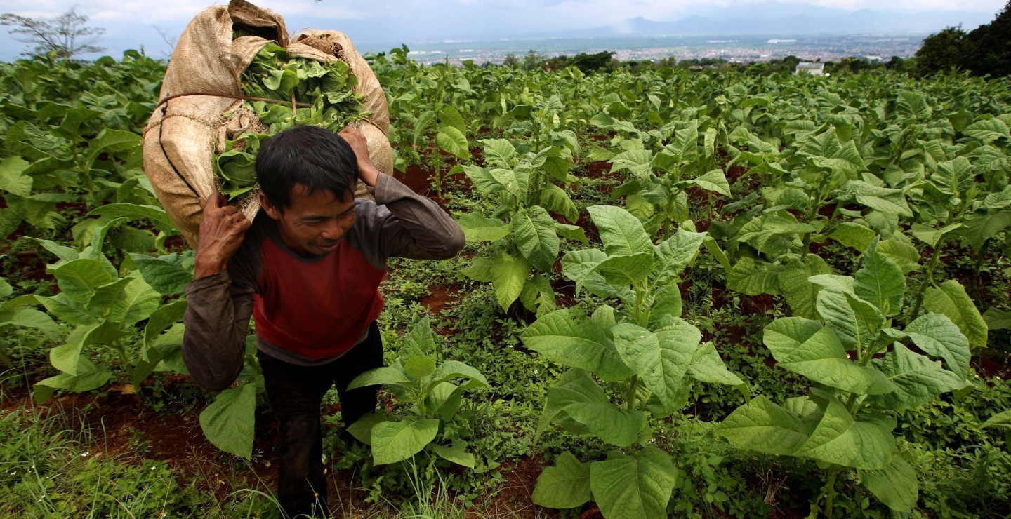 Dark Cloud Hangs Over Indonesia’s Tobacco Industry