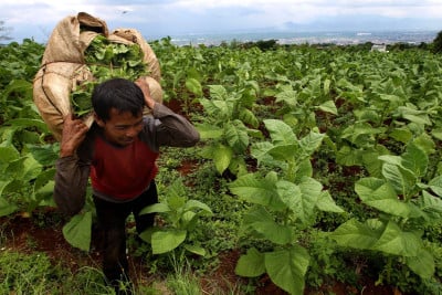 Dark Cloud Hangs Over Indonesia’s Tobacco Industry