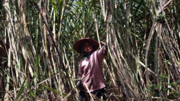 Ada Usulan KUR 3%, Petani Tebu Harap Akses Lebih Mudah