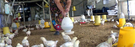 Peternak Menjerit Harga Ayam Turun Drastis 4 Bulan Terakhir