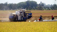 Produksi Padi Sulsel Sudah Capai 2,54 Juta Ton, Meningkat 20,53%