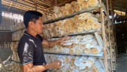 Peluang Pasar Terbuka Lebar, Pengusaha Jamur Tiram Palembang Genjot Produksi