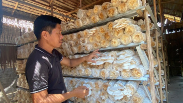 Peluang Pasar Terbuka Lebar, Pengusaha Jamur Tiram Palembang Genjot Produksi