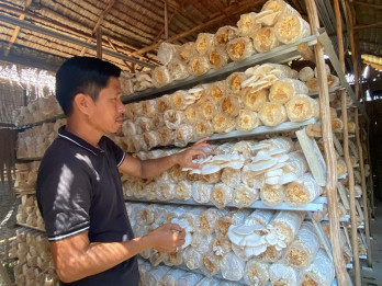 Peluang Pasar Terbuka Lebar, Pengusaha Jamur Tiram Palembang Genjot Produksi