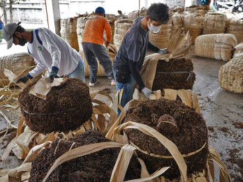 Petani Tembakau Curhat Omzet Anjlok 60% di Sentra Produksi