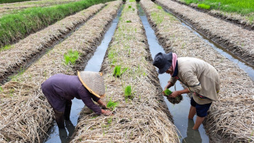 Sawah Pokok Murah Jadi Lokomotif Peran Sumbar dalam Ketahanan Pangan Nasional