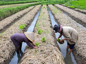 Sawah Pokok Murah Jadi Lokomotif Peran Sumbar dalam Ketahanan Pangan Nasional