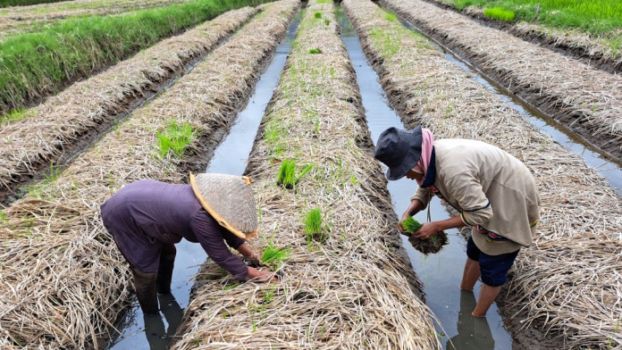 Sawah Pokok Murah Jadi Lokomotif Peran Sumbar dalam Ketahanan Pangan Nasional