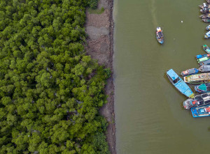 Kementerian Lingkungan Hidup Akan Merehabilitasi 200 Hektare Hutan Mangrove di Indramayu